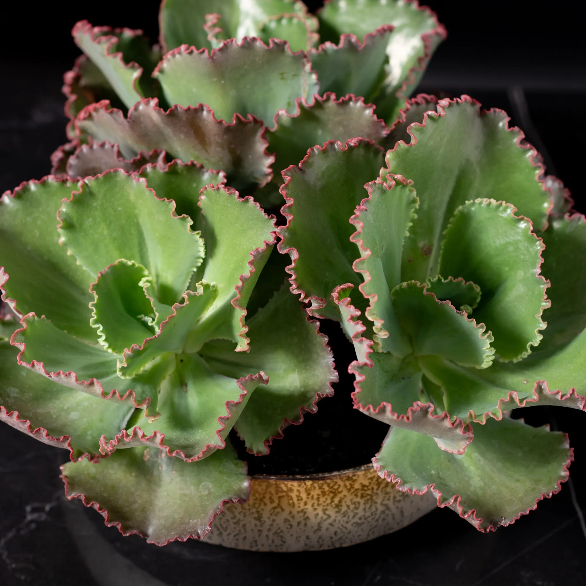 Large Succulent Green