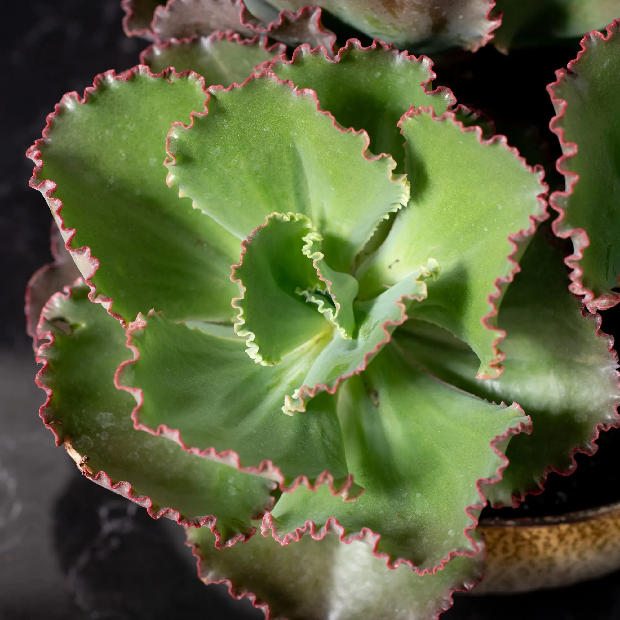 Large Succulent Green